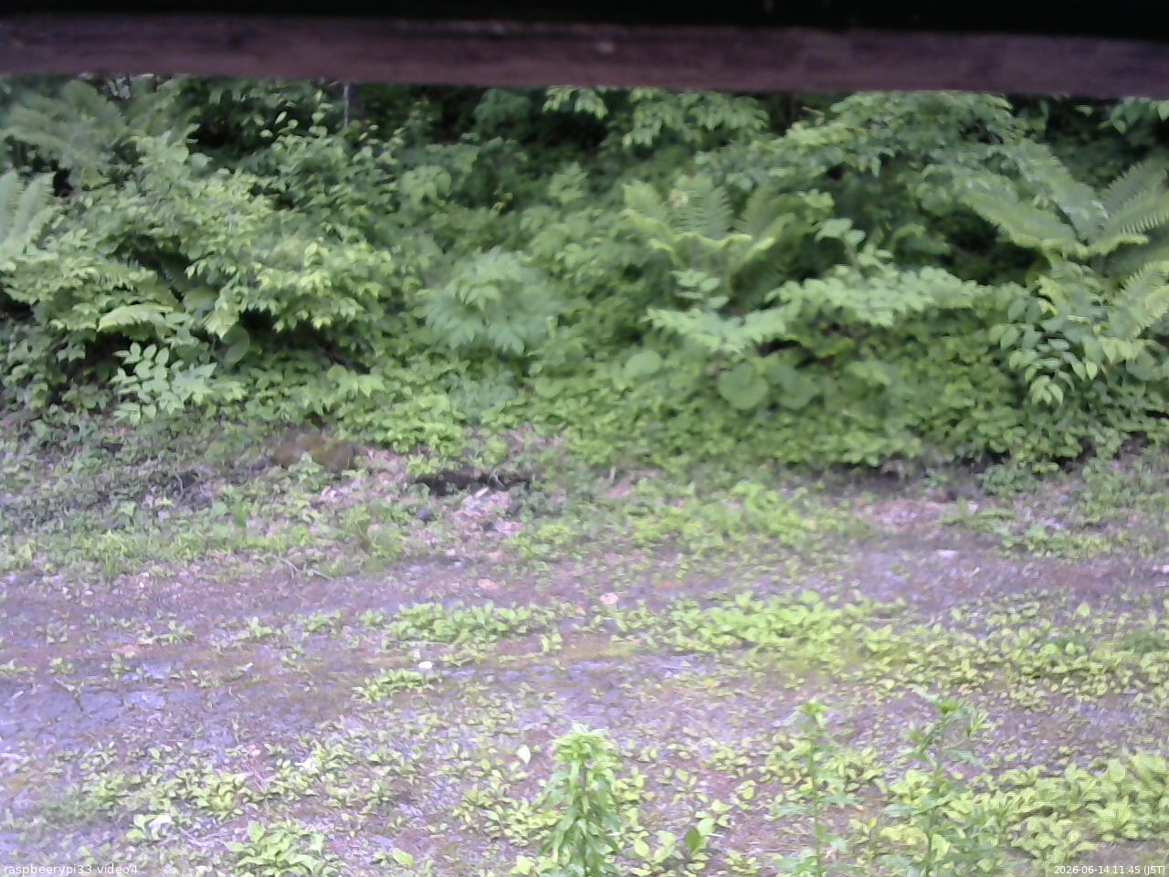 長野県菅平高原 ゆたか山荘 東側(坂下) 2026/06/14 11:45