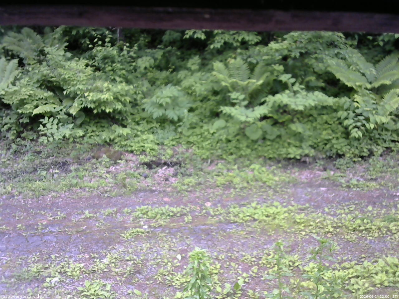 長野県菅平高原 ゆたか山荘 東側(坂下) 2026/06/14 12:00