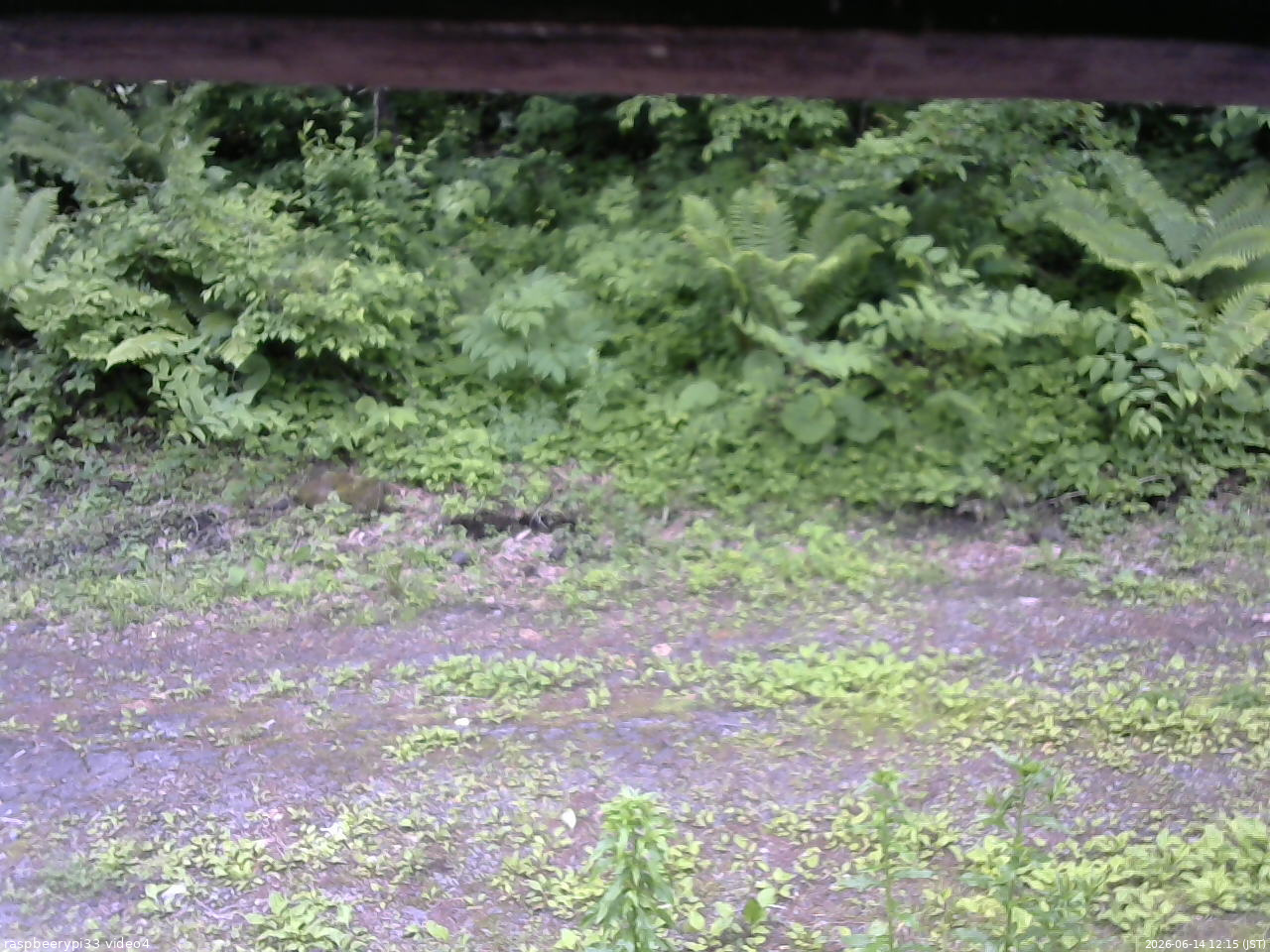 長野県菅平高原 ゆたか山荘 東側(坂下) 2026/06/14 12:15