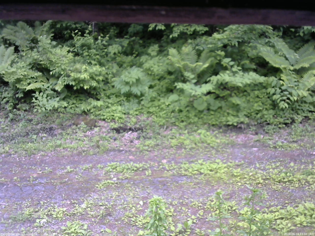 長野県菅平高原 ゆたか山荘 東側(坂下) 2026/06/14 13:00