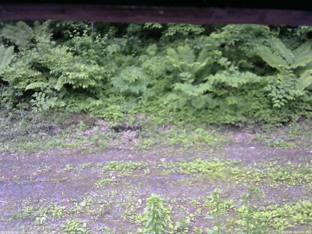 長野県菅平高原 ゆたか山荘 東側(坂下) 2026/06/14 13:45