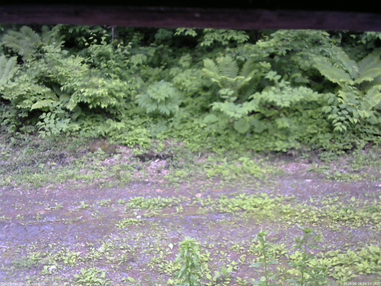 長野県菅平高原 ゆたか山荘 東側(坂下) 2026/06/14 14:15