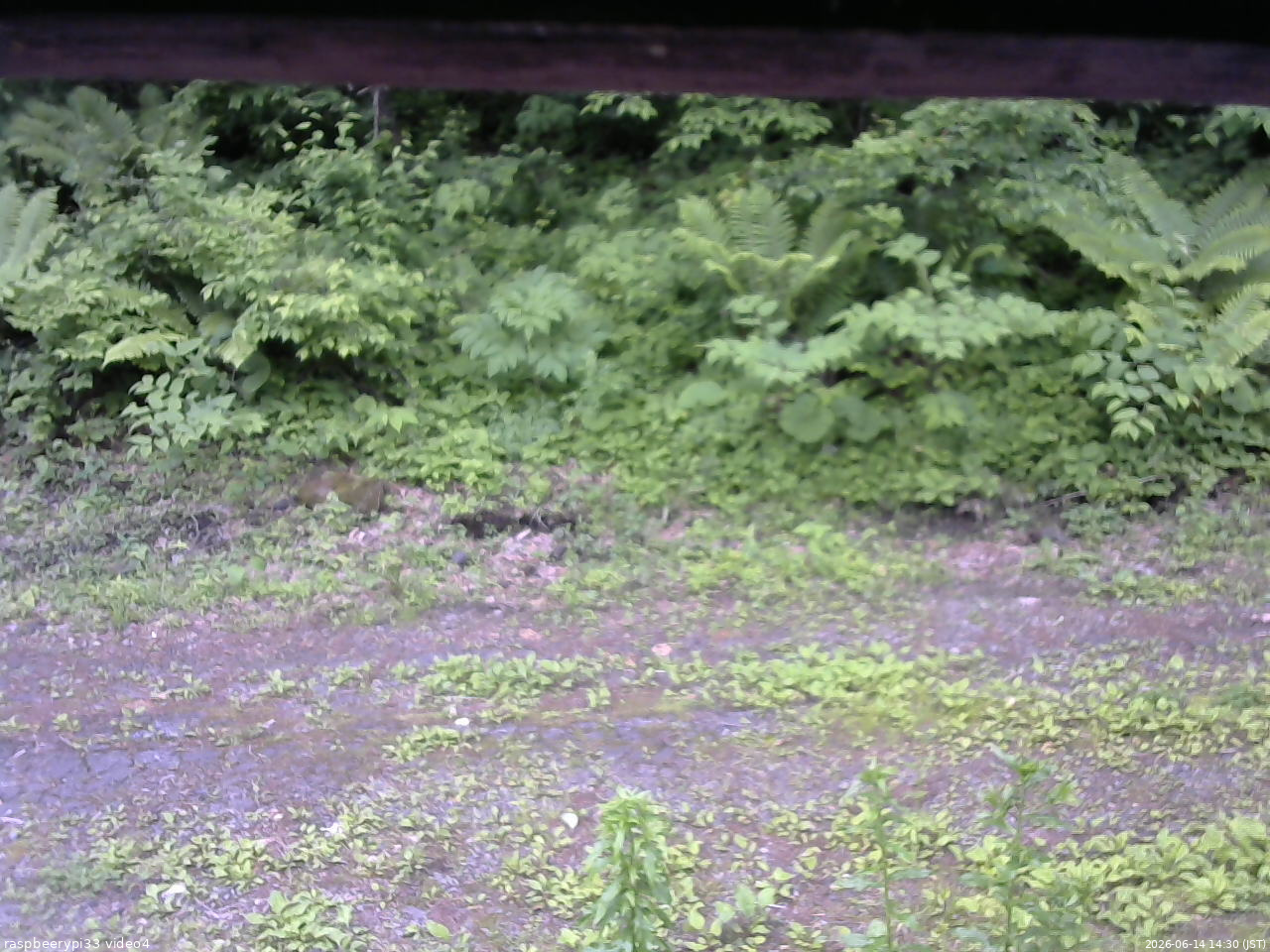 長野県菅平高原 ゆたか山荘 東側(坂下) 2026/06/14 14:30