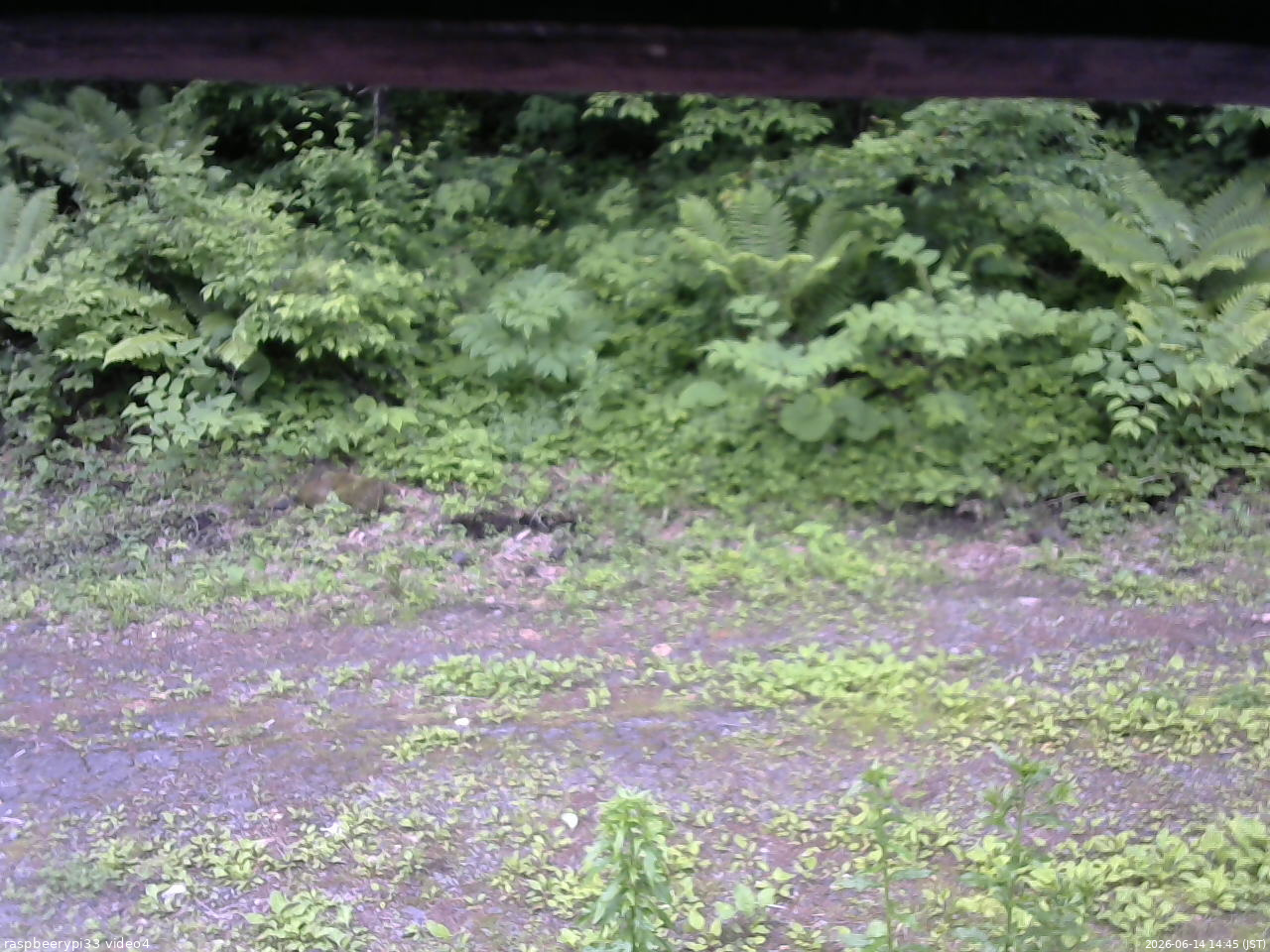 長野県菅平高原 ゆたか山荘 東側(坂下) 2026/06/14 14:45
