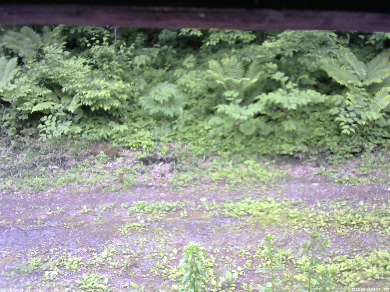 長野県菅平高原 ゆたか山荘 東側(坂下) 2026/06/14 15:00