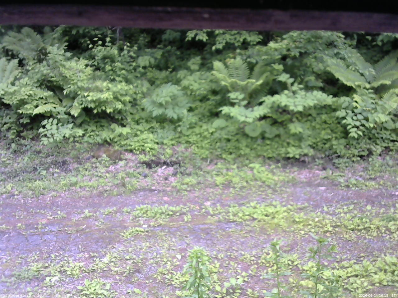 長野県菅平高原 ゆたか山荘 東側(坂下) 2026/06/14 16:15