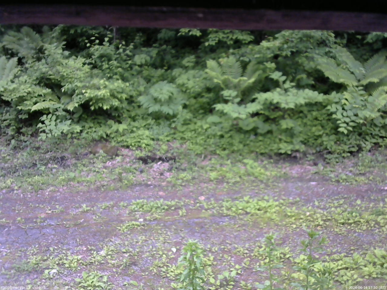 長野県菅平高原 ゆたか山荘 東側(坂下) 2026/06/14 17:30