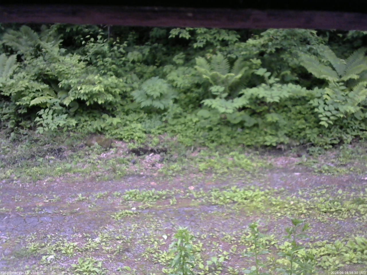 長野県菅平高原 ゆたか山荘 東側(坂下) 2026/06/14 18:30