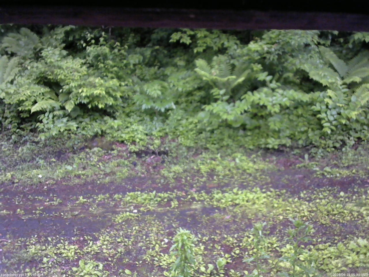 長野県菅平高原 ゆたか山荘 東側(坂下) 2026/06/15 05:30