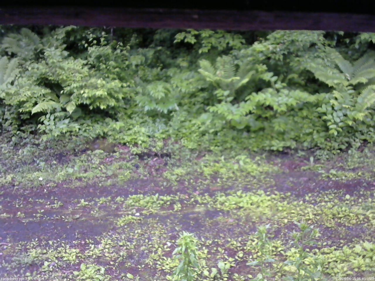 長野県菅平高原 ゆたか山荘 東側(坂下) 2026/06/15 06:45