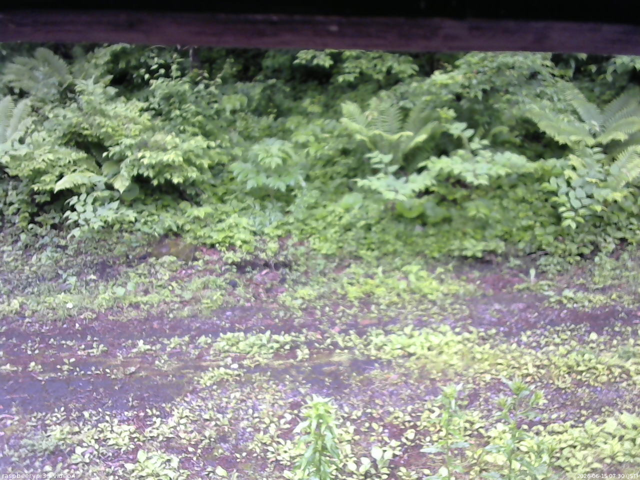長野県菅平高原 ゆたか山荘 東側(坂下) 2026/06/15 07:30