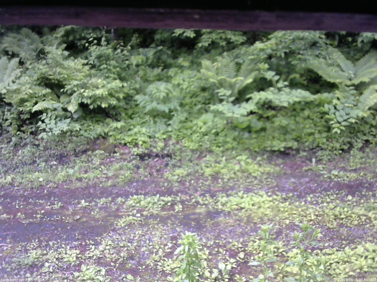 長野県菅平高原 ゆたか山荘 東側(坂下) 2026/06/15 07:45