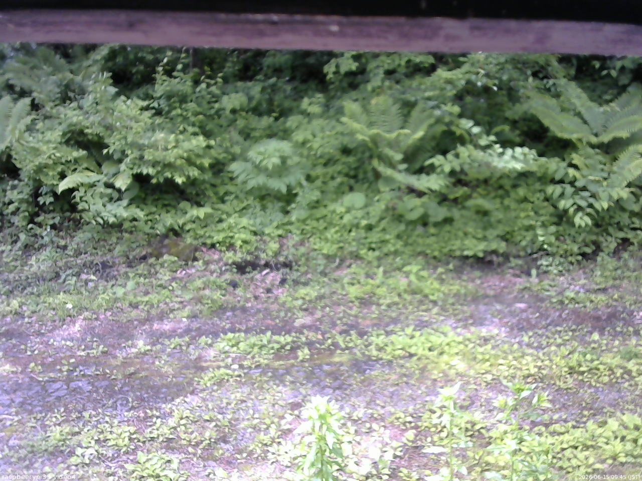 長野県菅平高原 ゆたか山荘 東側(坂下) 2026/06/15 09:45