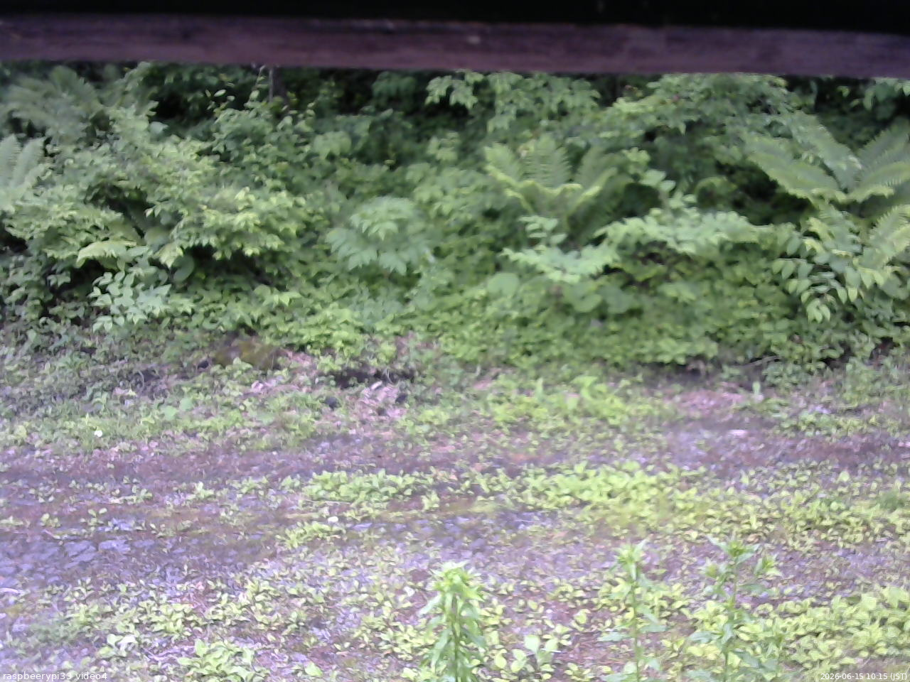 長野県菅平高原 ゆたか山荘 東側(坂下) 2026/06/15 10:15