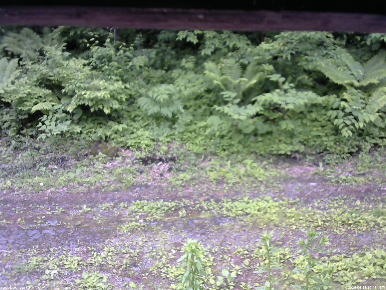 長野県菅平高原 ゆたか山荘 東側(坂下) 2026/06/15 10:45