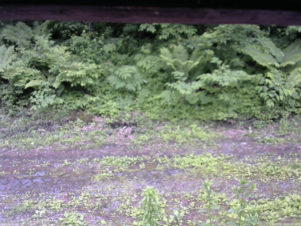 長野県菅平高原 ゆたか山荘 東側(坂下) 2026/06/15 11:00