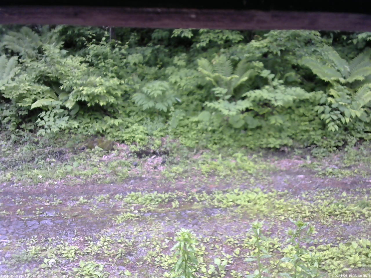 長野県菅平高原 ゆたか山荘 東側(坂下) 2026/06/15 11:30