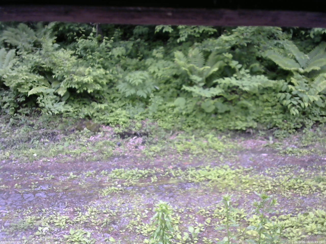 長野県菅平高原 ゆたか山荘 東側(坂下) 2026/06/15 11:45