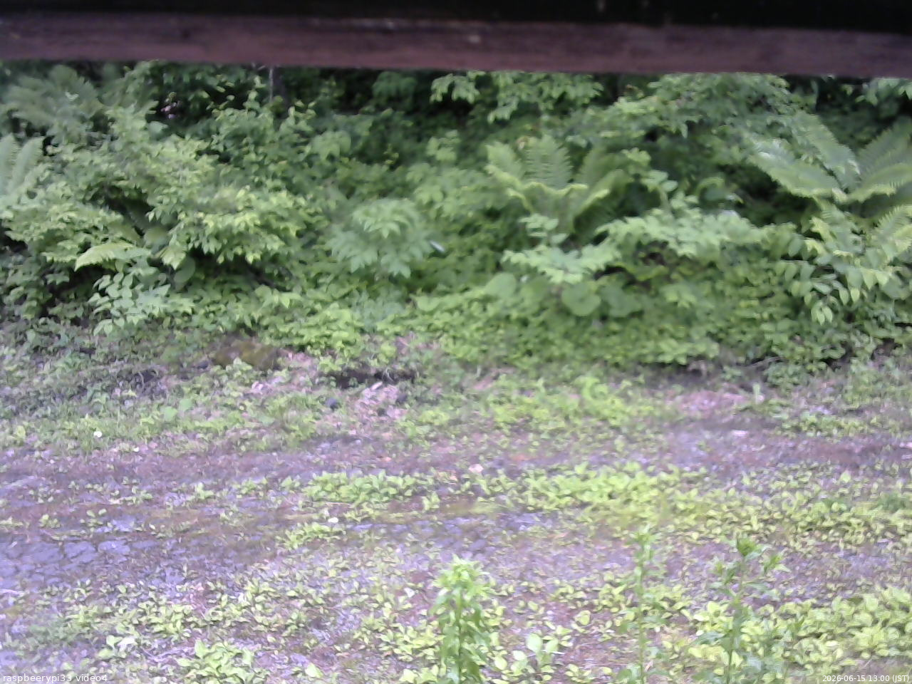 長野県菅平高原 ゆたか山荘 東側(坂下) 2026/06/15 13:00