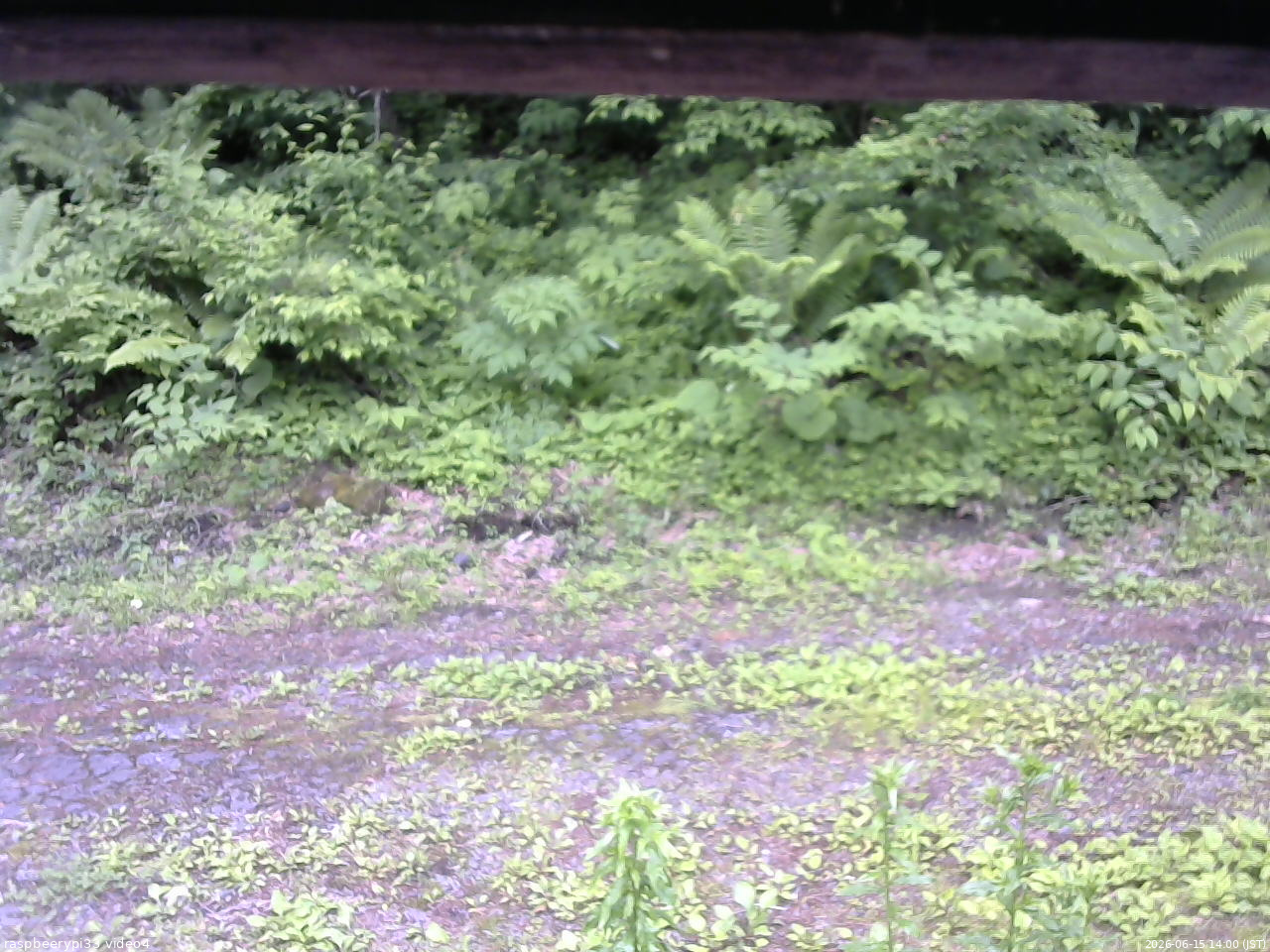 長野県菅平高原 ゆたか山荘 東側(坂下) 2026/06/15 14:00