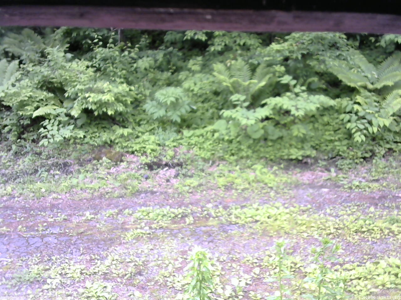 長野県菅平高原 ゆたか山荘 東側(坂下) 2026/06/15 14:15