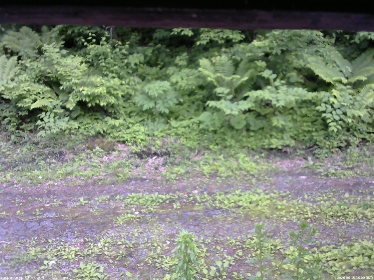 長野県菅平高原 ゆたか山荘 東側(坂下) 2026/06/15 16:00