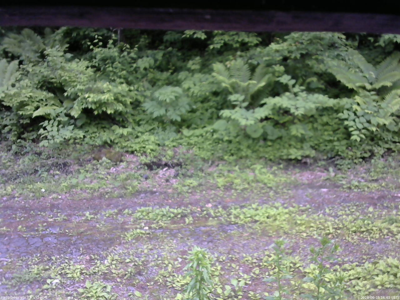 長野県菅平高原 ゆたか山荘 東側(坂下) 2026/06/15 16:45