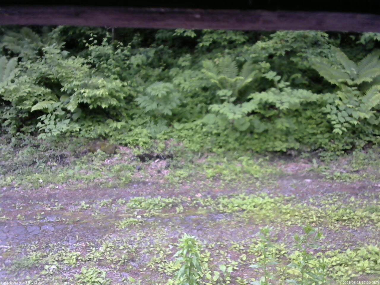 長野県菅平高原 ゆたか山荘 東側(坂下) 2026/06/15 17:00
