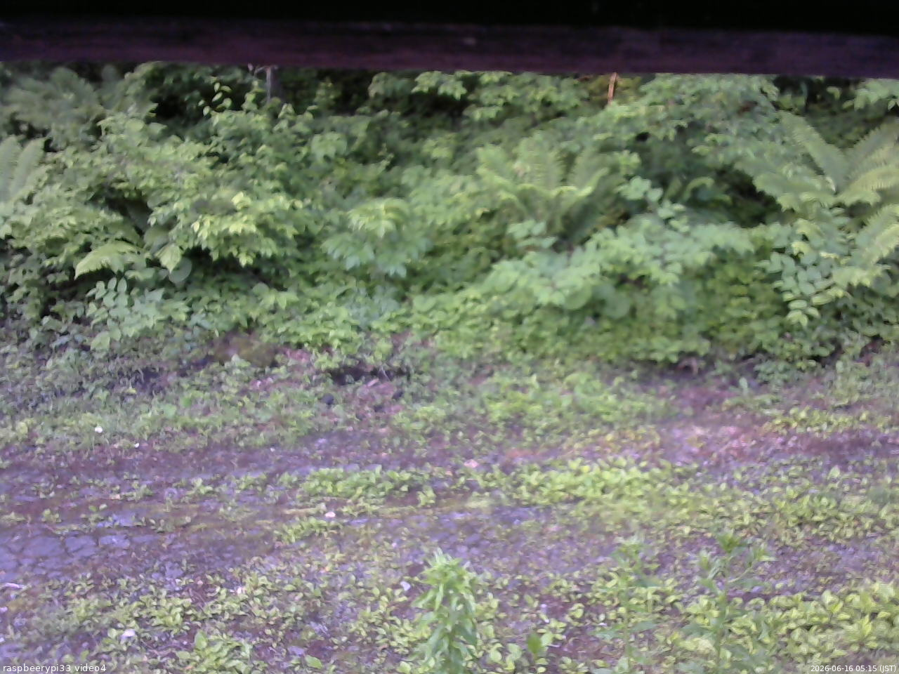 長野県菅平高原 ゆたか山荘 東側(坂下) 2026/06/16 05:15