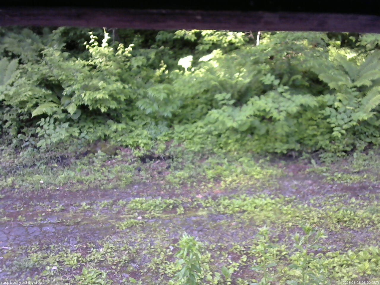 長野県菅平高原 ゆたか山荘 東側(坂下) 2026/06/16 06:00