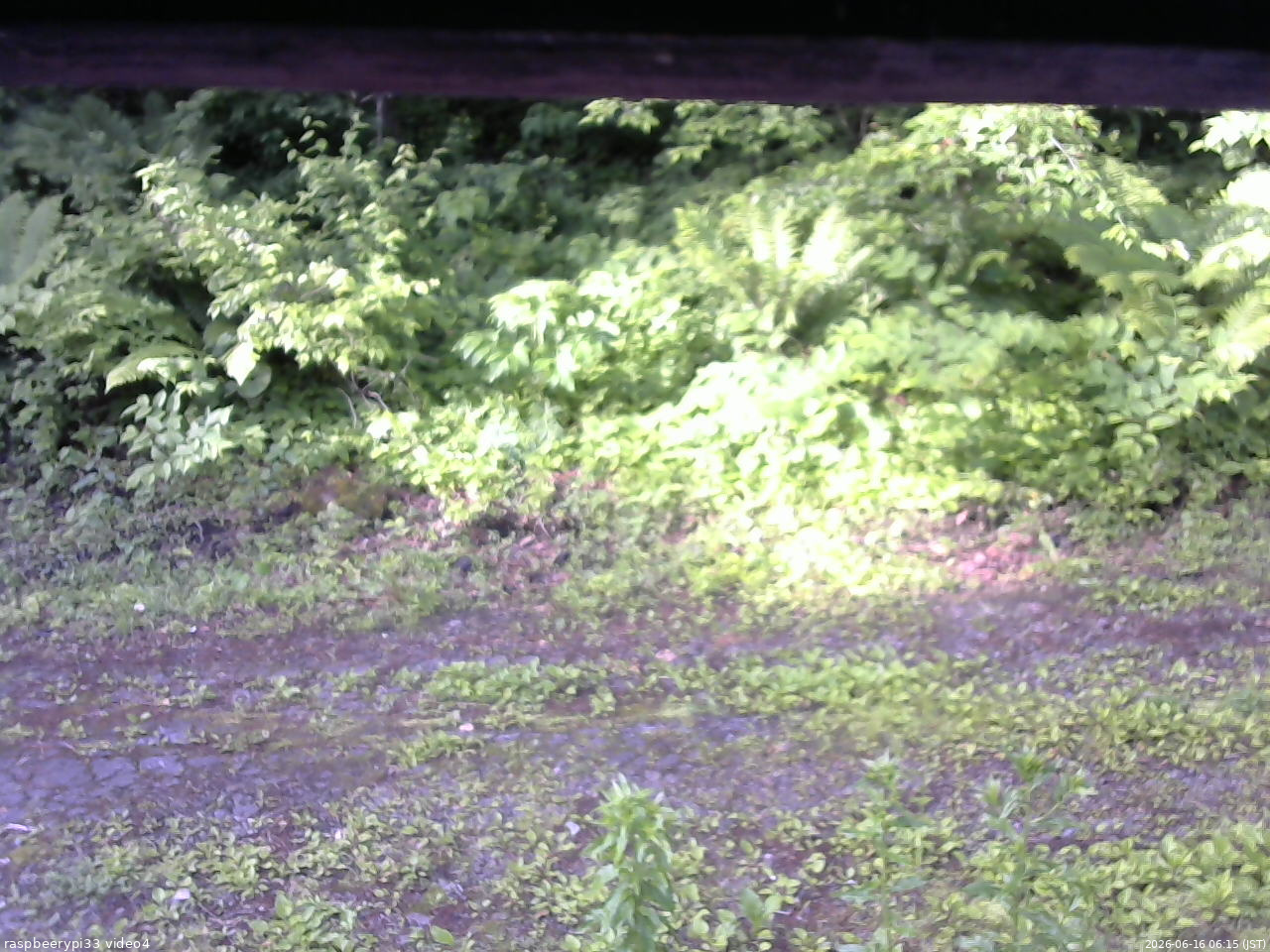 長野県菅平高原 ゆたか山荘 東側(坂下) 2026/06/16 06:15