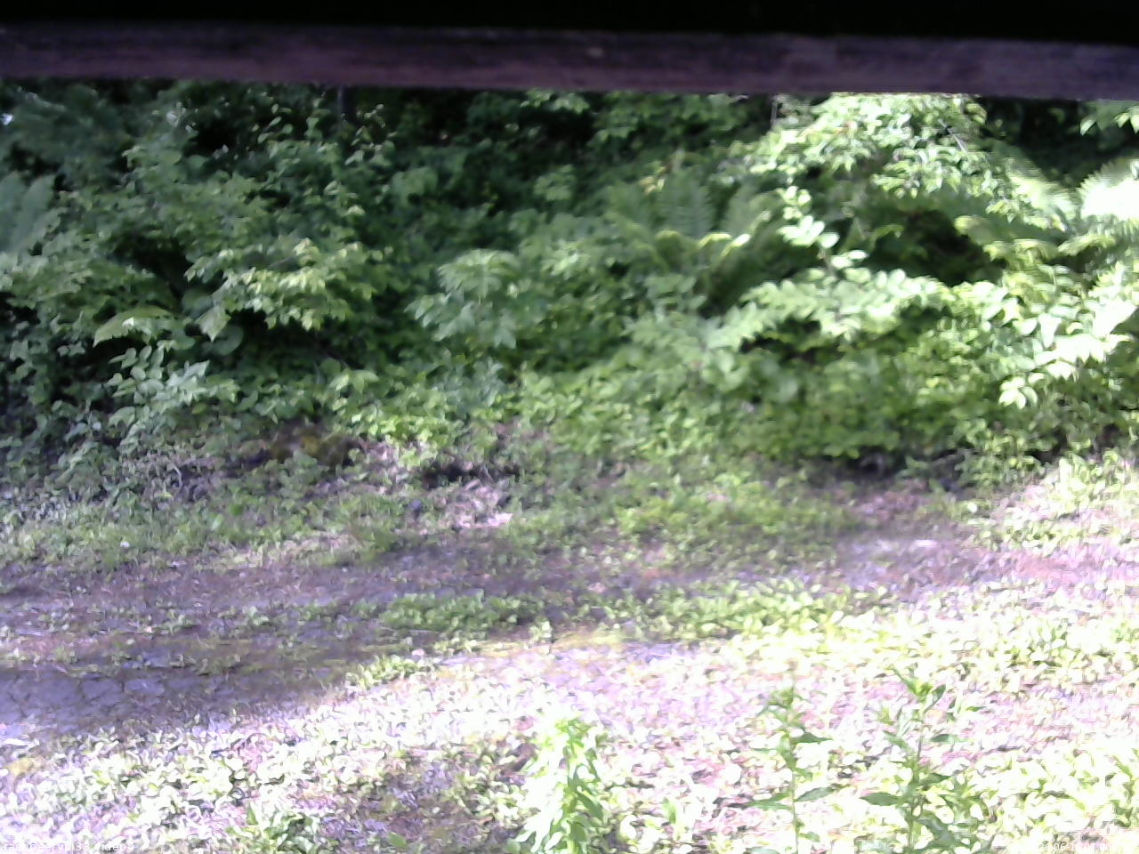 長野県菅平高原 ゆたか山荘 東側(坂下) 2026/06/16 07:00