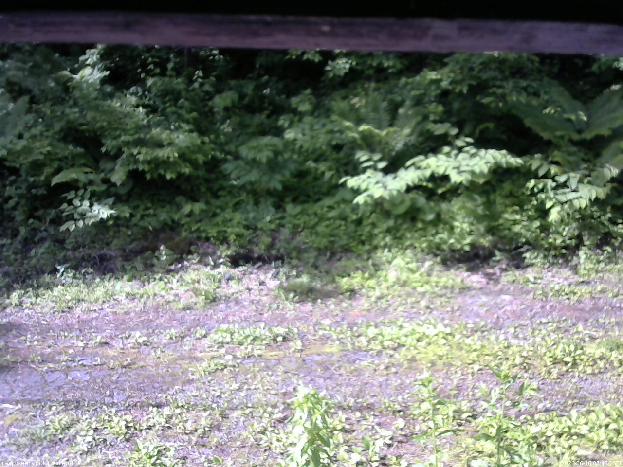 長野県菅平高原 ゆたか山荘 東側(坂下) 2026/06/16 07:45