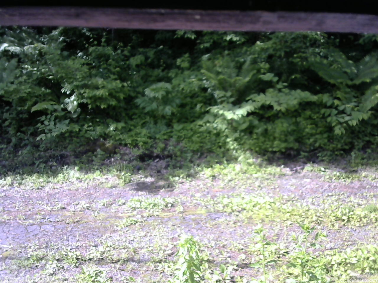 長野県菅平高原 ゆたか山荘 東側(坂下) 2026/06/16 08:00