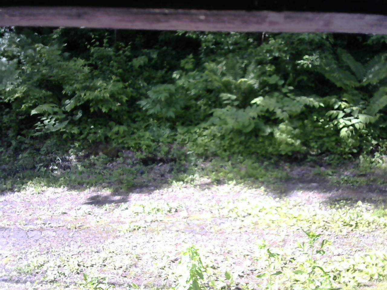 長野県菅平高原 ゆたか山荘 東側(坂下) 2026/06/16 08:15