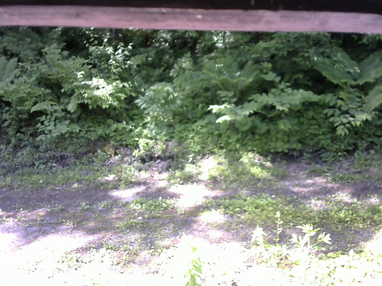 長野県菅平高原 ゆたか山荘 東側(坂下) 2026/06/16 09:00