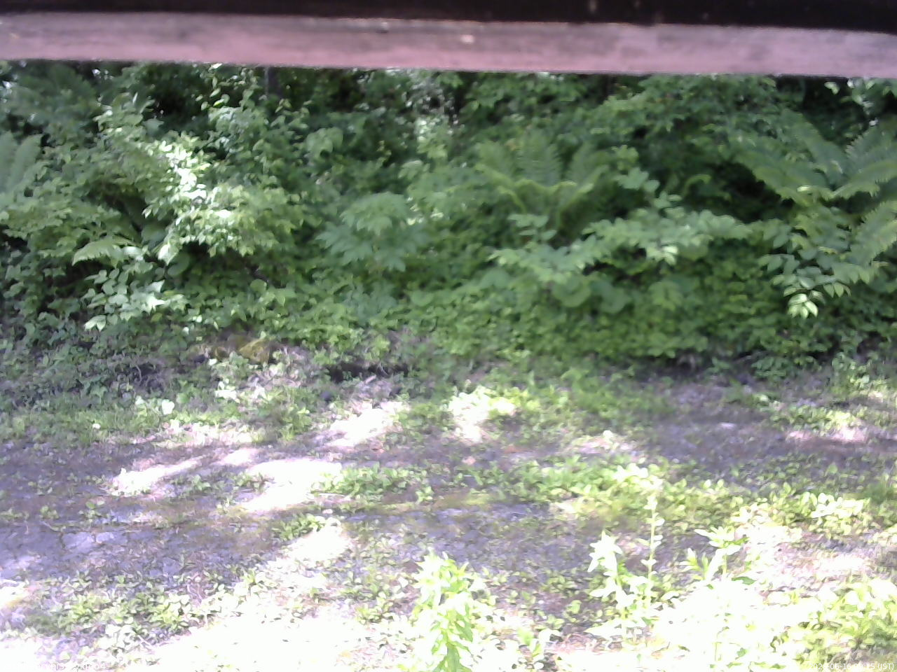 長野県菅平高原 ゆたか山荘 東側(坂下) 2026/06/16 09:15