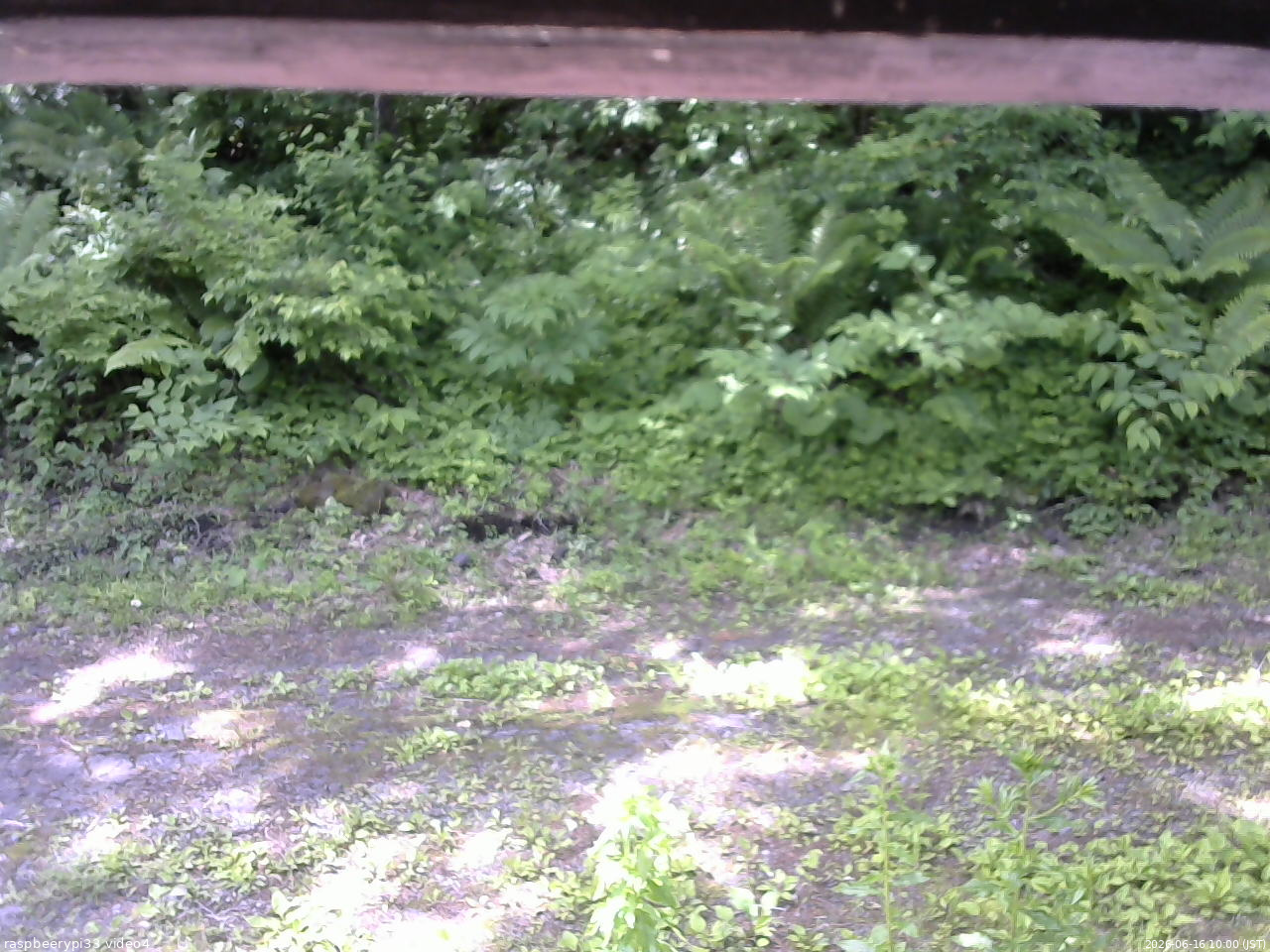 長野県菅平高原 ゆたか山荘 東側(坂下) 2026/06/16 10:00