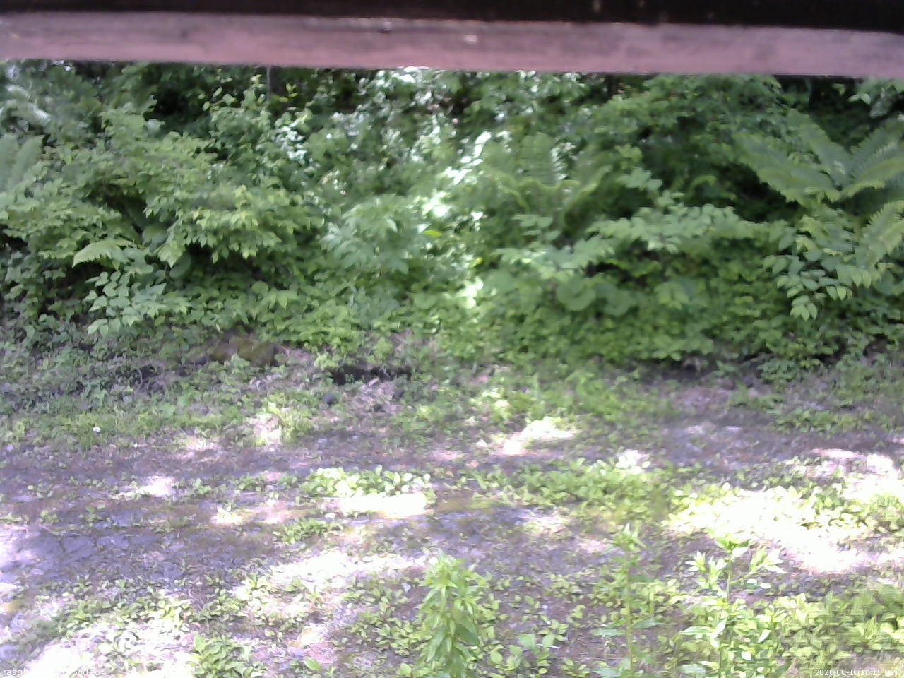 長野県菅平高原 ゆたか山荘 東側(坂下) 2026/06/16 10:15