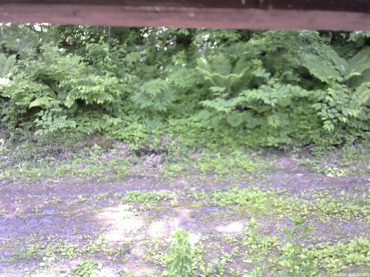 長野県菅平高原 ゆたか山荘 東側(坂下) 2026/06/16 12:00