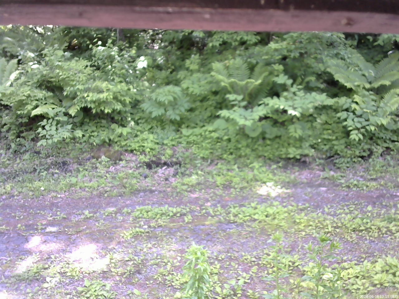 長野県菅平高原 ゆたか山荘 東側(坂下) 2026/06/16 12:15