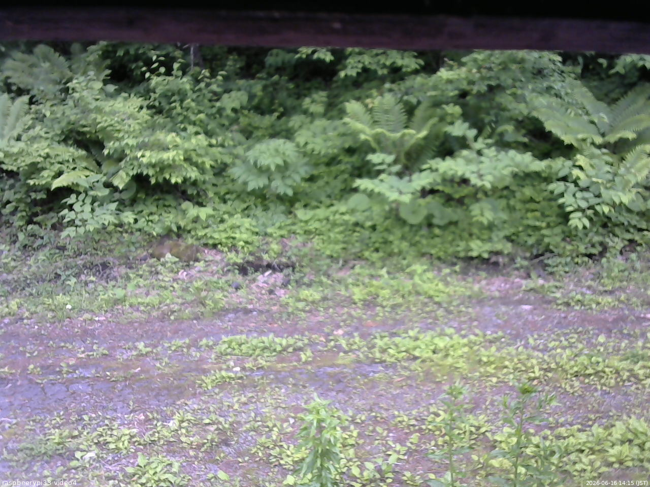 長野県菅平高原 ゆたか山荘 東側(坂下) 2026/06/16 14:15