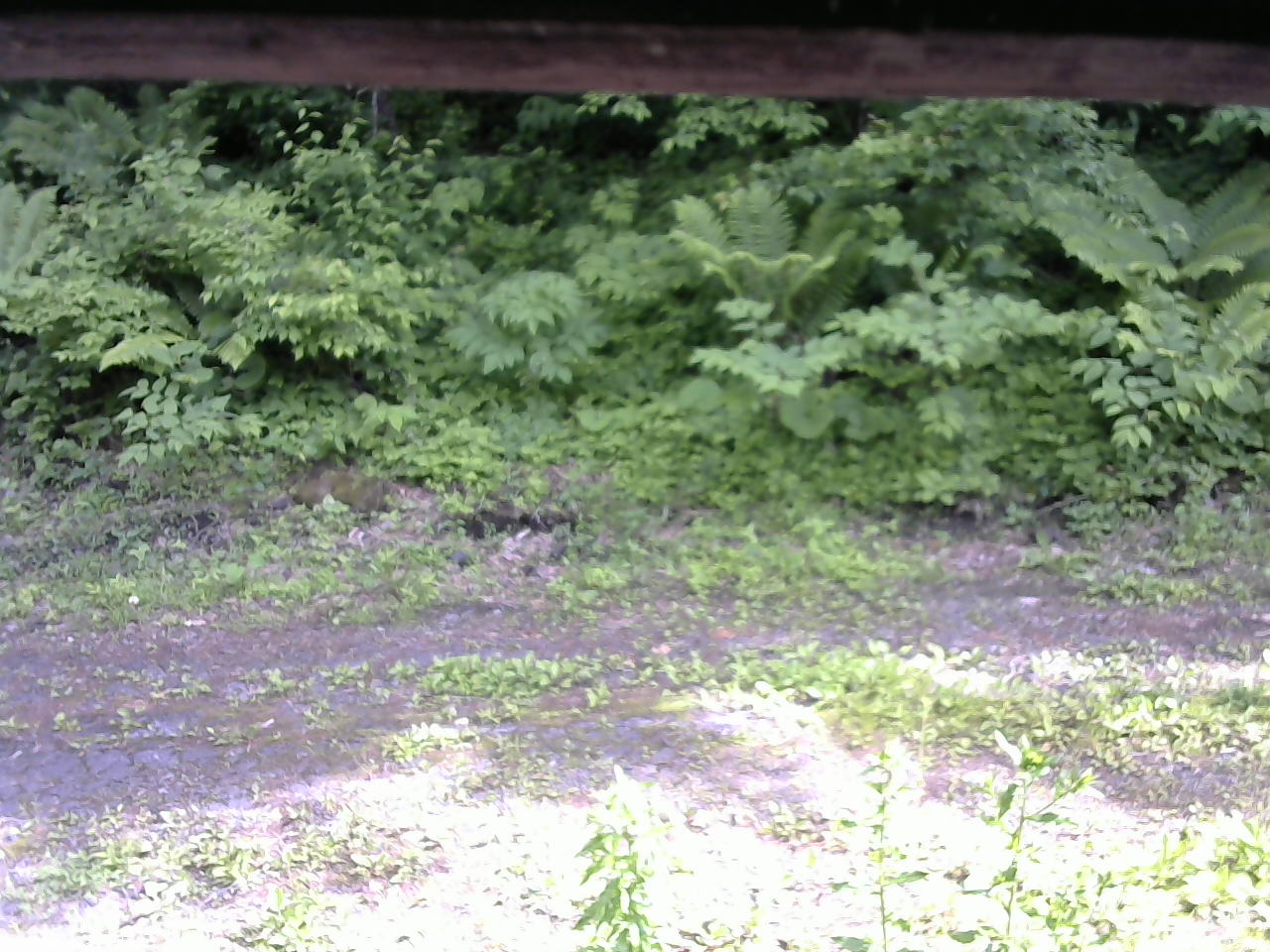 長野県菅平高原 ゆたか山荘 東側(坂下) 2026/06/16 14:45