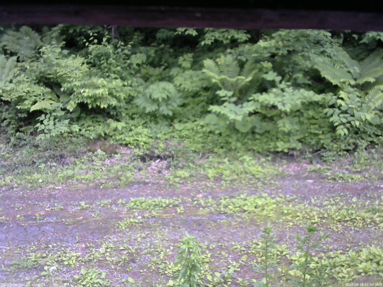 長野県菅平高原 ゆたか山荘 東側(坂下) 2026/06/16 15:30