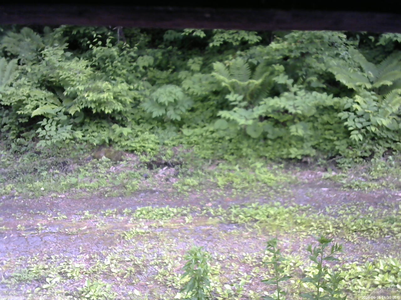 長野県菅平高原 ゆたか山荘 東側(坂下) 2026/06/16 16:30