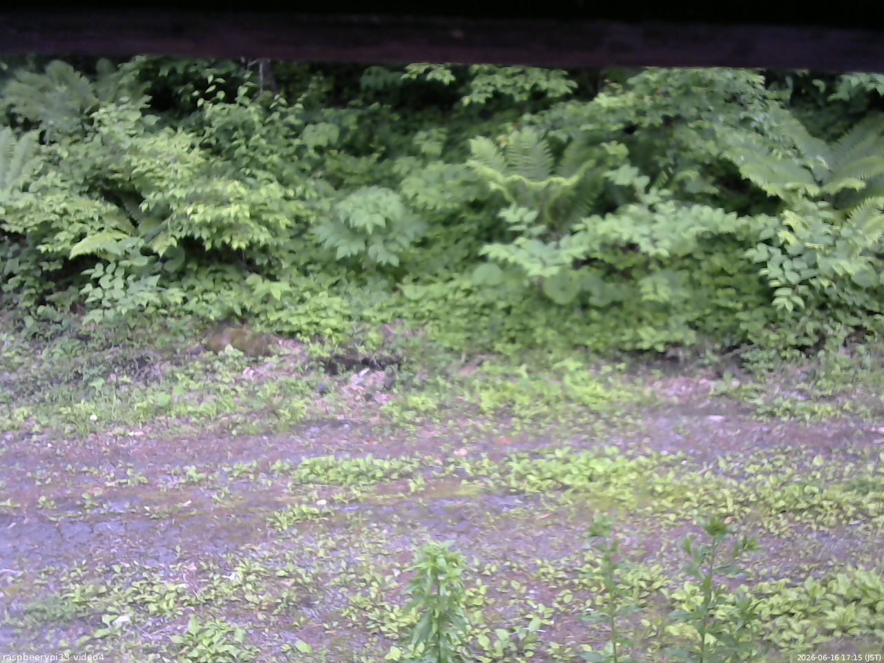 長野県菅平高原 ゆたか山荘 東側(坂下) 2026/06/16 17:15