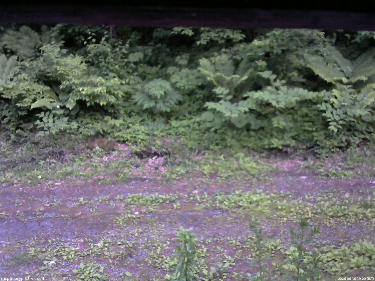 長野県菅平高原 ゆたか山荘 東側(坂下) 2026/06/16 19:00