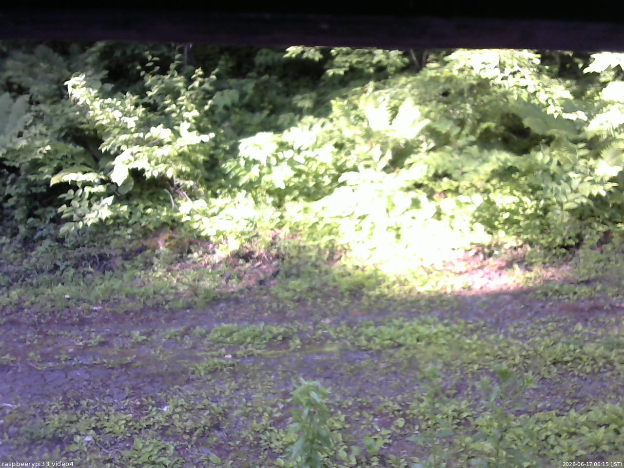 長野県菅平高原 ゆたか山荘 東側(坂下) 2026/06/17 06:15