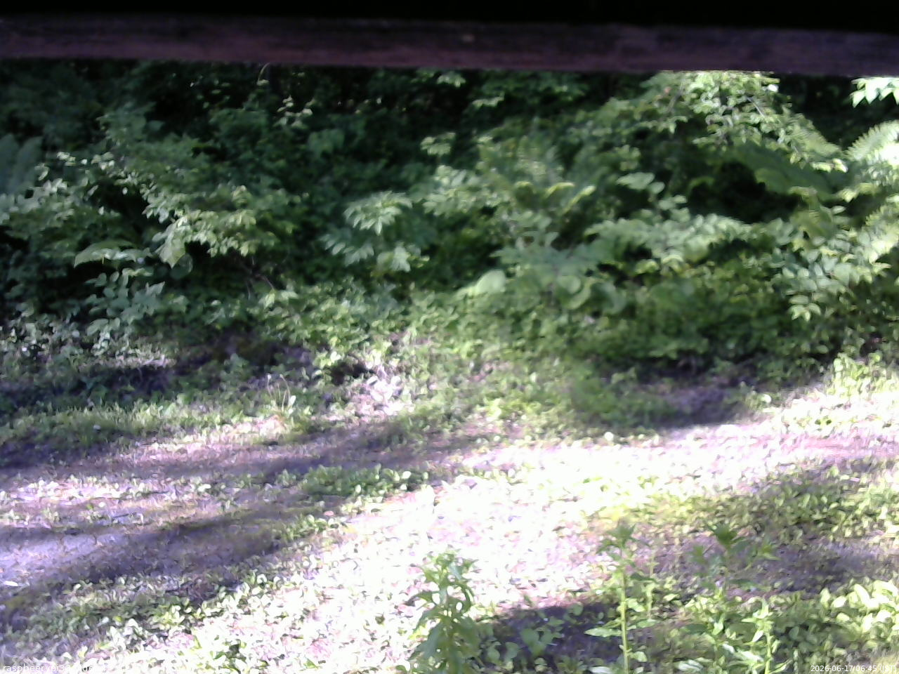長野県菅平高原 ゆたか山荘 東側(坂下) 2026/06/17 06:45