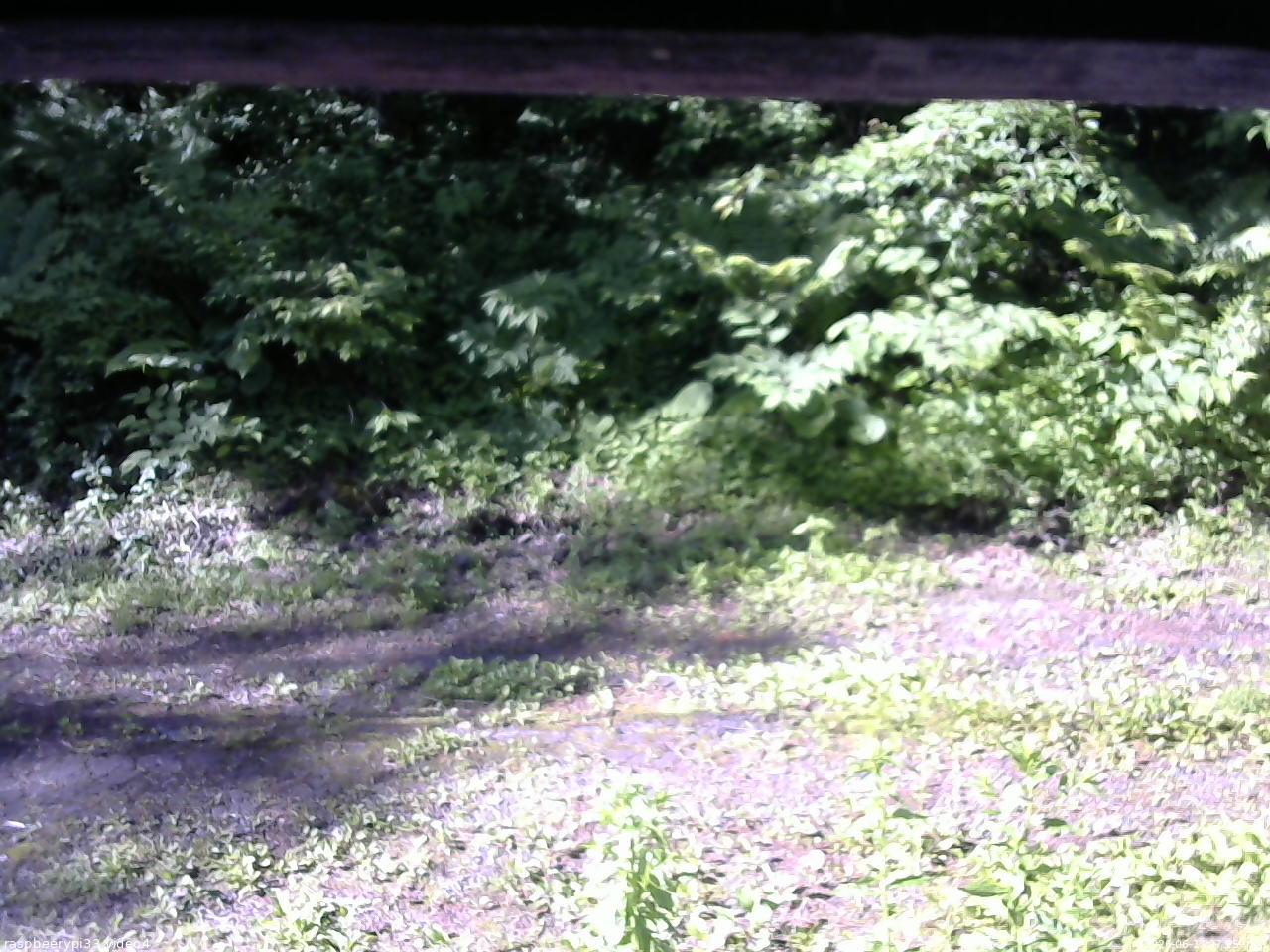 長野県菅平高原 ゆたか山荘 東側(坂下) 2026/06/17 07:15